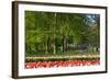 Beech Trees and Spring Flowers in Park-Colette2-Framed Photographic Print
