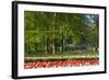 Beech Trees and Spring Flowers in Park-Colette2-Framed Photographic Print