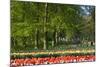 Beech Trees and Spring Flowers in Park-Colette2-Mounted Photographic Print