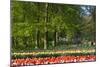 Beech Trees and Spring Flowers in Park-Colette2-Mounted Photographic Print