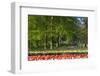 Beech Trees and Spring Flowers in Park-Colette2-Framed Photographic Print