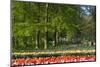 Beech Trees and Spring Flowers in Park-Colette2-Mounted Photographic Print