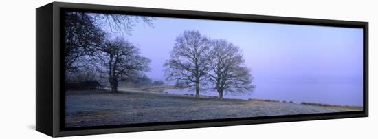 Beech Trees at Lakeside on Frosty Winter Morning-null-Framed Stretched Canvas