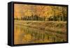 Beech Trees Autumn Colours Along River Bank-null-Framed Stretched Canvas