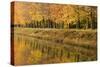 Beech Trees Autumn Colours Along River Bank-null-Stretched Canvas