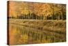 Beech Trees Autumn Colours Along River Bank-null-Stretched Canvas