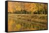 Beech Trees Autumn Colours Along River Bank-null-Framed Stretched Canvas