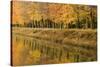 Beech Trees Autumn Colours Along River Bank-null-Stretched Canvas