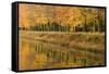 Beech Trees Autumn Colours Along River Bank-null-Framed Stretched Canvas