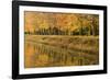 Beech Trees Autumn Colours Along River Bank-null-Framed Photographic Print