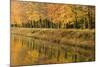 Beech Trees Autumn Colours Along River Bank-null-Mounted Photographic Print