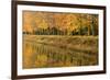 Beech Trees Autumn Colours Along River Bank-null-Framed Photographic Print