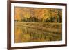 Beech Trees Autumn Colours Along River Bank-null-Framed Photographic Print