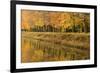 Beech Trees Autumn Colours Along River Bank-null-Framed Photographic Print