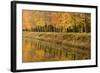 Beech Trees Autumn Colours Along River Bank-null-Framed Photographic Print