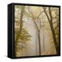 Beech Trees (Fagus Sylvatica) in Autumn Mist, Beacon Hill Country Park, the National Forest, UK-Ross Hoddinott-Framed Stretched Canvas