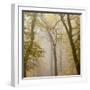 Beech Trees (Fagus Sylvatica) in Autumn Mist, Beacon Hill Country Park, the National Forest, UK-Ross Hoddinott-Framed Photographic Print