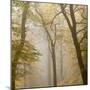 Beech Trees (Fagus Sylvatica) in Autumn Mist, Beacon Hill Country Park, the National Forest, UK-Ross Hoddinott-Mounted Photographic Print