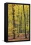 Beech Trees Forest, Autumn-null-Framed Stretched Canvas