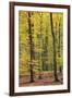 Beech Trees Forest, Autumn-null-Framed Photographic Print