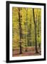 Beech Trees Forest, Autumn-null-Framed Photographic Print