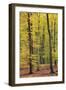 Beech Trees Forest, Autumn-null-Framed Photographic Print