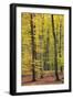 Beech Trees Forest, Autumn-null-Framed Photographic Print