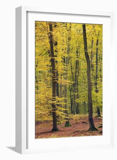 Beech Trees Forest, Autumn-null-Framed Photographic Print