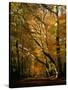 Beech Trees in Autumn Foliage in a National Trust Wood at Ashridge, Buckinghamshire, England, UK-Nigel Francis-Stretched Canvas