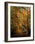 Beech Trees in Autumn Foliage in a National Trust Wood at Ashridge, Buckinghamshire, England, UK-Nigel Francis-Framed Photographic Print