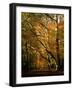 Beech Trees in Autumn Foliage in a National Trust Wood at Ashridge, Buckinghamshire, England, UK-Nigel Francis-Framed Photographic Print