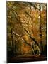 Beech Trees in Autumn Foliage in a National Trust Wood at Ashridge, Buckinghamshire, England, UK-Nigel Francis-Mounted Photographic Print