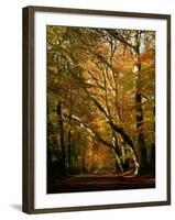 Beech Trees in Autumn Foliage in a National Trust Wood at Ashridge, Buckinghamshire, England, UK-Nigel Francis-Framed Photographic Print