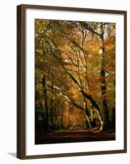 Beech Trees in Autumn Foliage in a National Trust Wood at Ashridge, Buckinghamshire, England, UK-Nigel Francis-Framed Photographic Print