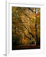 Beech Trees in Autumn Foliage in a National Trust Wood at Ashridge, Buckinghamshire, England, UK-Nigel Francis-Framed Photographic Print