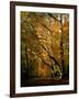 Beech Trees in Autumn Foliage in a National Trust Wood at Ashridge, Buckinghamshire, England, UK-Nigel Francis-Framed Photographic Print