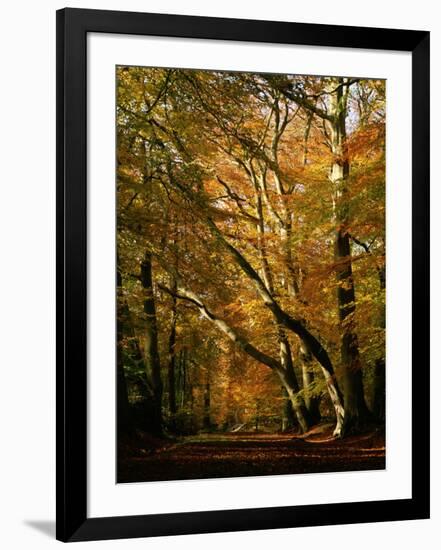 Beech Trees in Autumn Foliage in a National Trust Wood at Ashridge, Buckinghamshire, England, UK-Nigel Francis-Framed Photographic Print