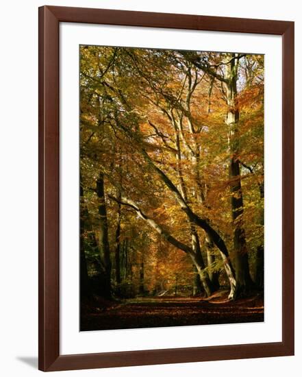 Beech Trees in Autumn Foliage in a National Trust Wood at Ashridge, Buckinghamshire, England, UK-Nigel Francis-Framed Photographic Print