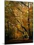 Beech Trees in Autumn Foliage in a National Trust Wood at Ashridge, Buckinghamshire, England, UK-Nigel Francis-Mounted Photographic Print