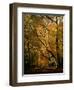 Beech Trees in Autumn Foliage in a National Trust Wood at Ashridge, Buckinghamshire, England, UK-Nigel Francis-Framed Photographic Print