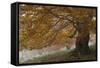 Beech Trees in Autumn, Piatra Craiului National Park, Southern Carpathian Mountains, Romania-Dörr-Framed Stretched Canvas