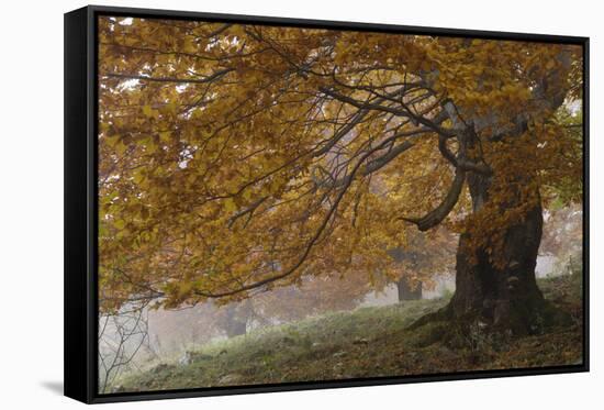 Beech Trees in Autumn, Piatra Craiului National Park, Southern Carpathian Mountains, Romania-Dörr-Framed Stretched Canvas
