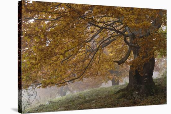 Beech Trees in Autumn, Piatra Craiului National Park, Southern Carpathian Mountains, Romania-Dörr-Stretched Canvas