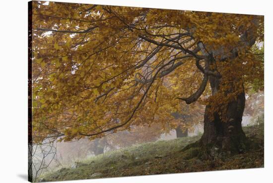 Beech Trees in Autumn, Piatra Craiului National Park, Southern Carpathian Mountains, Romania-Dörr-Stretched Canvas