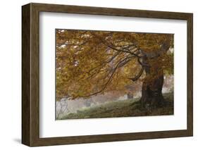 Beech Trees in Autumn, Piatra Craiului National Park, Southern Carpathian Mountains, Romania-Dörr-Framed Photographic Print