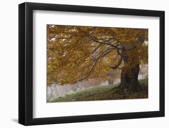 Beech Trees in Autumn, Piatra Craiului National Park, Southern Carpathian Mountains, Romania-Dörr-Framed Photographic Print