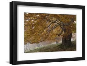 Beech Trees in Autumn, Piatra Craiului National Park, Southern Carpathian Mountains, Romania-Dörr-Framed Photographic Print