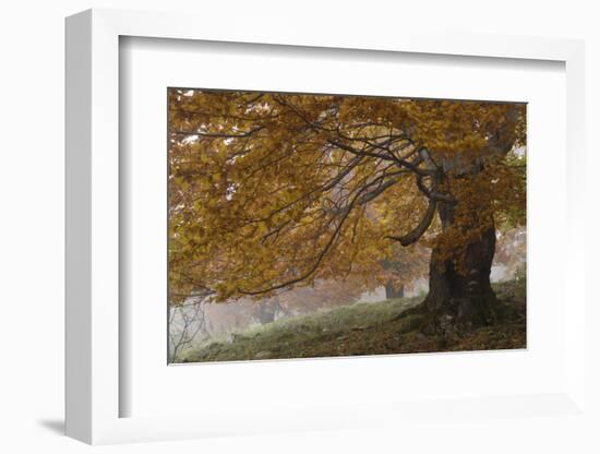 Beech Trees in Autumn, Piatra Craiului National Park, Southern Carpathian Mountains, Romania-Dörr-Framed Photographic Print