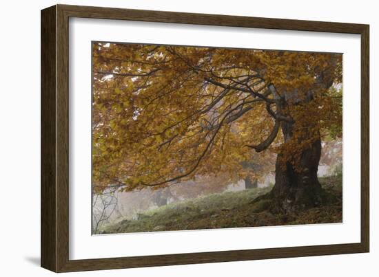 Beech Trees in Autumn, Piatra Craiului National Park, Southern Carpathian Mountains, Romania-Dörr-Framed Photographic Print