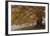 Beech Trees in Autumn, Piatra Craiului National Park, Southern Carpathian Mountains, Romania-Dörr-Framed Photographic Print